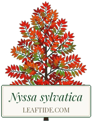 Nyssa sylvatica