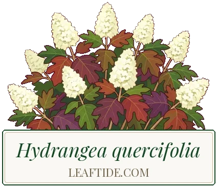 Hydrangea quercifolia
