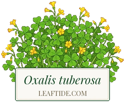 Oxalis tuberosa