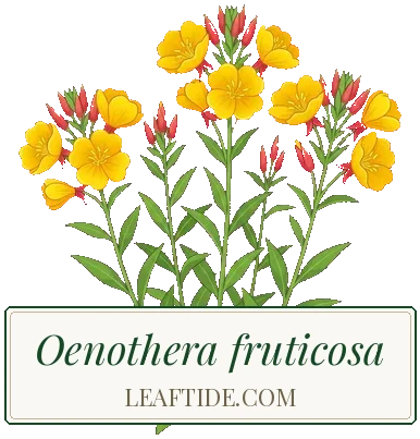 Oenothera fruticosa