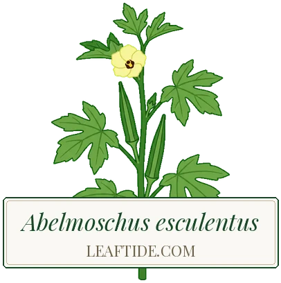 Abelmoschus esculentus