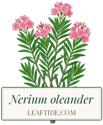 Nerium oleander
