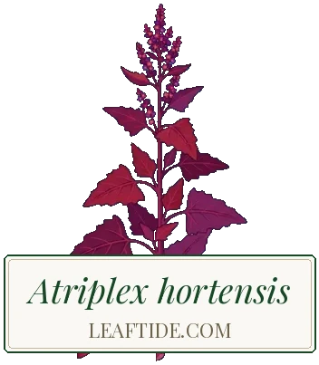 Atriplex hortensis