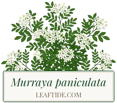 Murraya paniculata