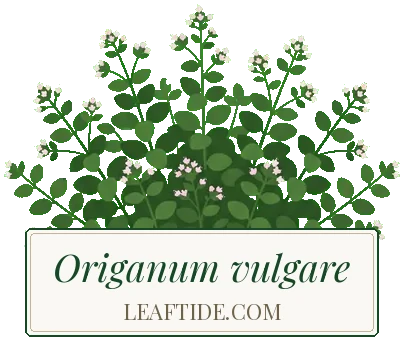 Origanum vulgare