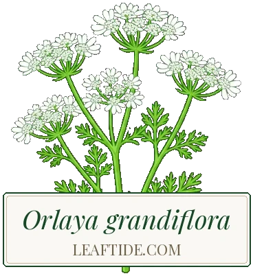 Orlaya grandiflora