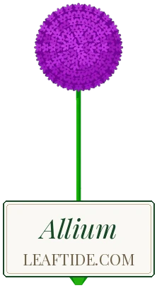 Allium