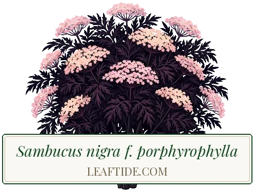 Sambucus nigra f. porphyrophylla