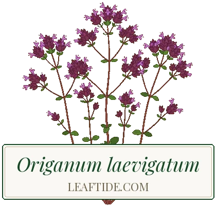 Origanum laevigatum