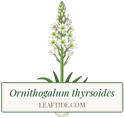 Ornithogalum thyrsoides