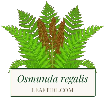 Osmunda regalis