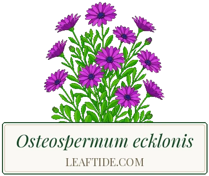 Osteospermum ecklonis
