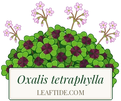 Oxalis tetraphylla