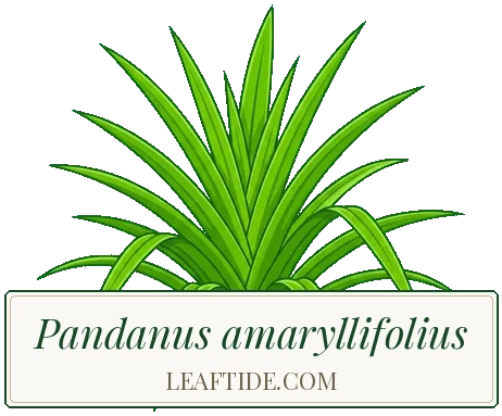 Pandanus amaryllifolius