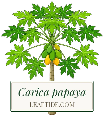 Carica papaya