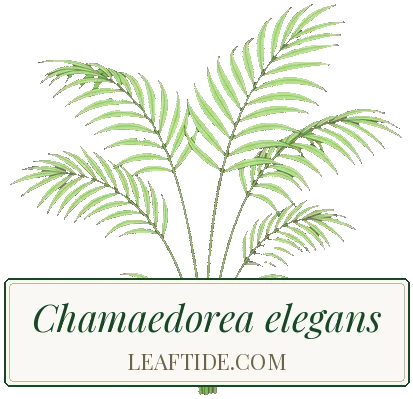 Chamaedorea elegans