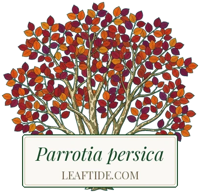 Parrotia persica