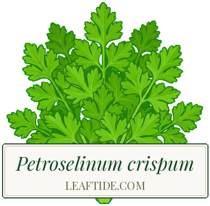 Petroselinum crispum