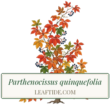 Parthenocissus quinquefolia
