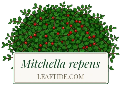 Mitchella repens
