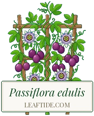 Passiflora edulis