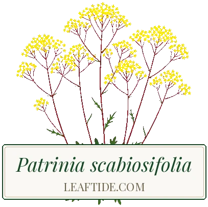 Patrinia scabiosifolia