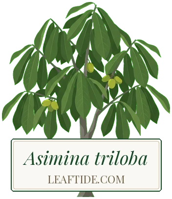 Asimina triloba