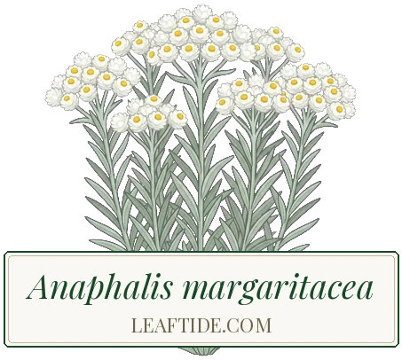 Anaphalis margaritacea