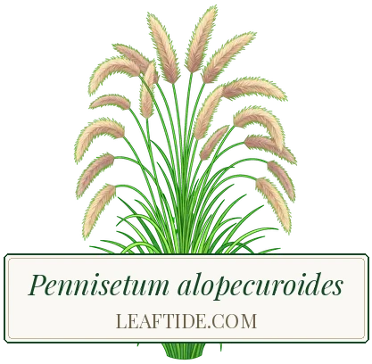 Pennisetum alopecuroides