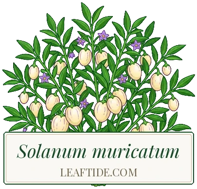 Solanum muricatum