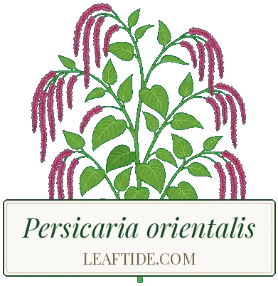 Persicaria orientalis