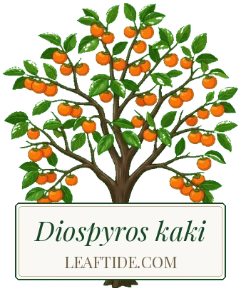 Diospyros kaki