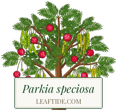 Parkia speciosa