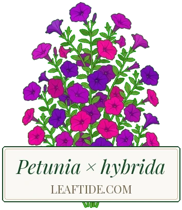 Petunia × hybrida