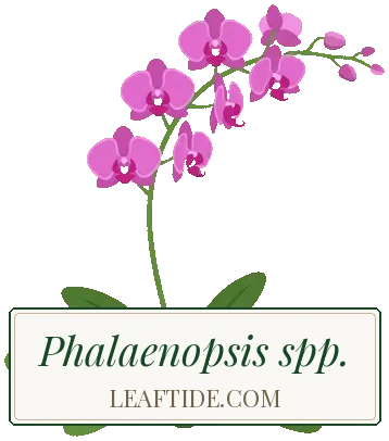 Phalaenopsis spp.
