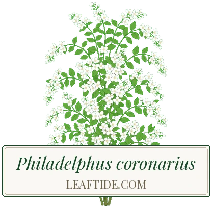 Philadelphus coronarius