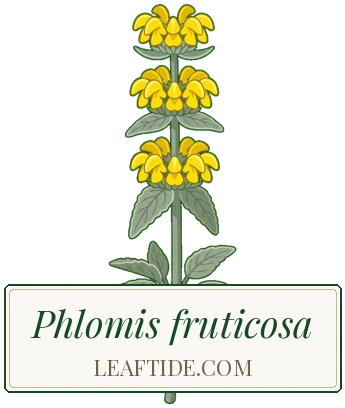 Phlomis fruticosa