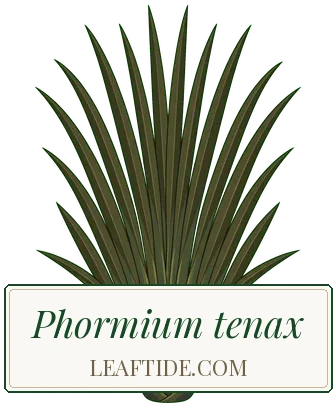Phormium tenax