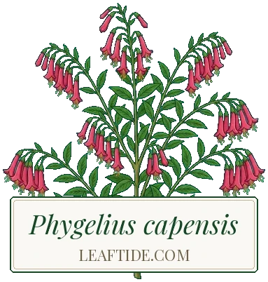 Phygelius capensis