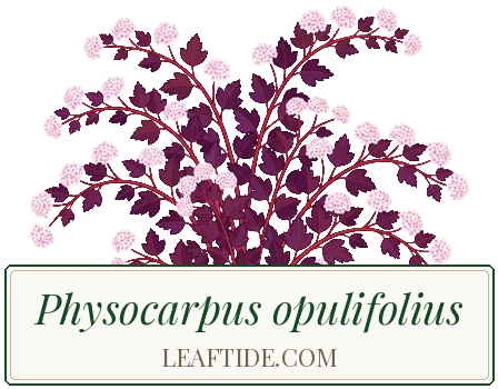Physocarpus opulifolius