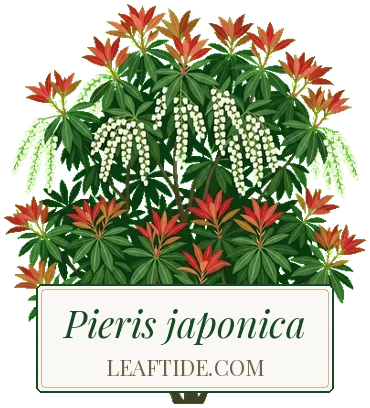 Pieris japonica