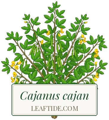 Cajanus cajan