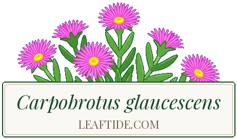 Carpobrotus glaucescens