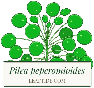 Pilea peperomioides