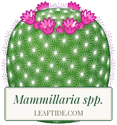 Mammillaria spp.