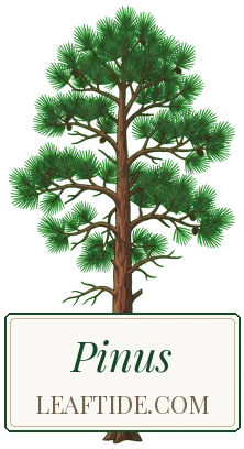 Pinus