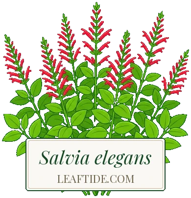 Salvia elegans