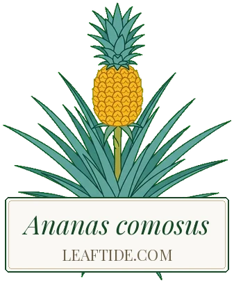 Ananas comosus