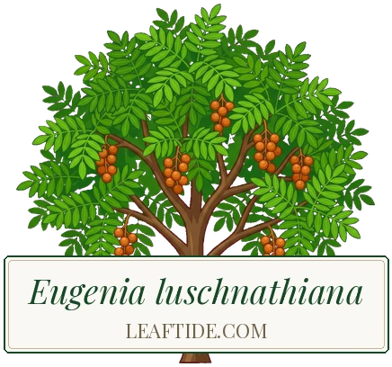 Eugenia luschnathiana
