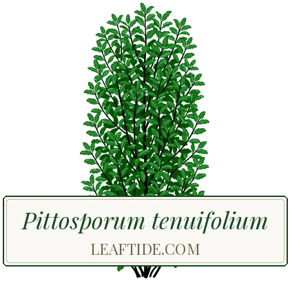 Pittosporum tenuifolium